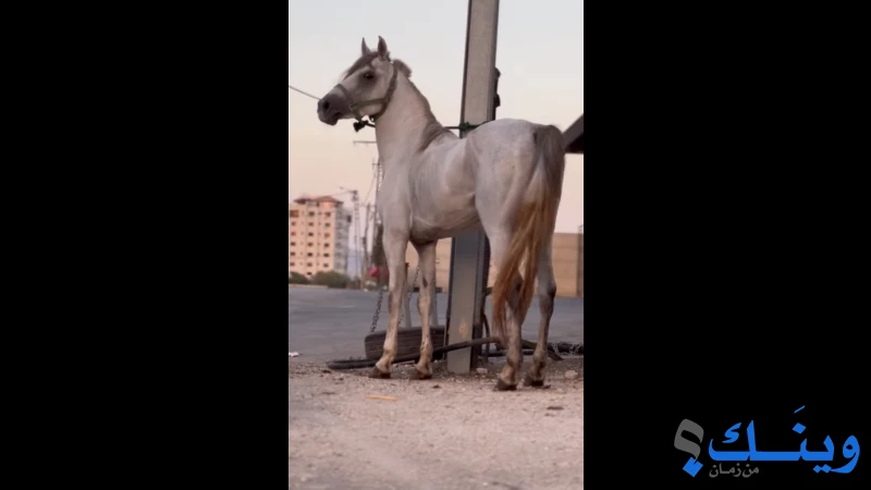 أحصنة  ذكرين وأنثى